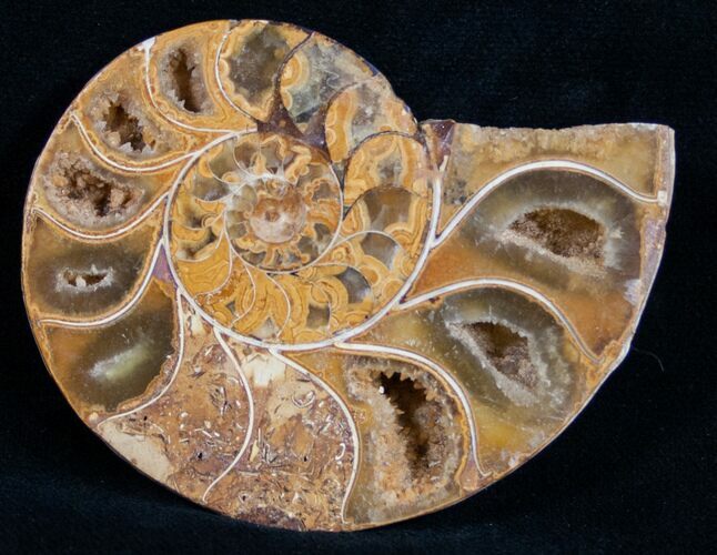 Sliced Phylloceras Ammonite (Half) - #10016